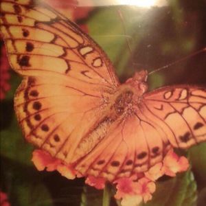 Meet your Posher, Nitza